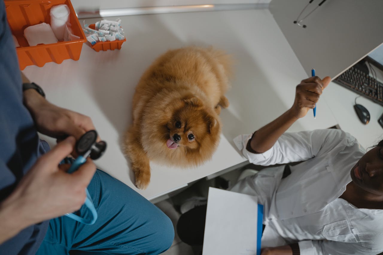 A fluffy Pomeranian dog receiving a medical checkup at a veterinary clinic, attended by professionals.
